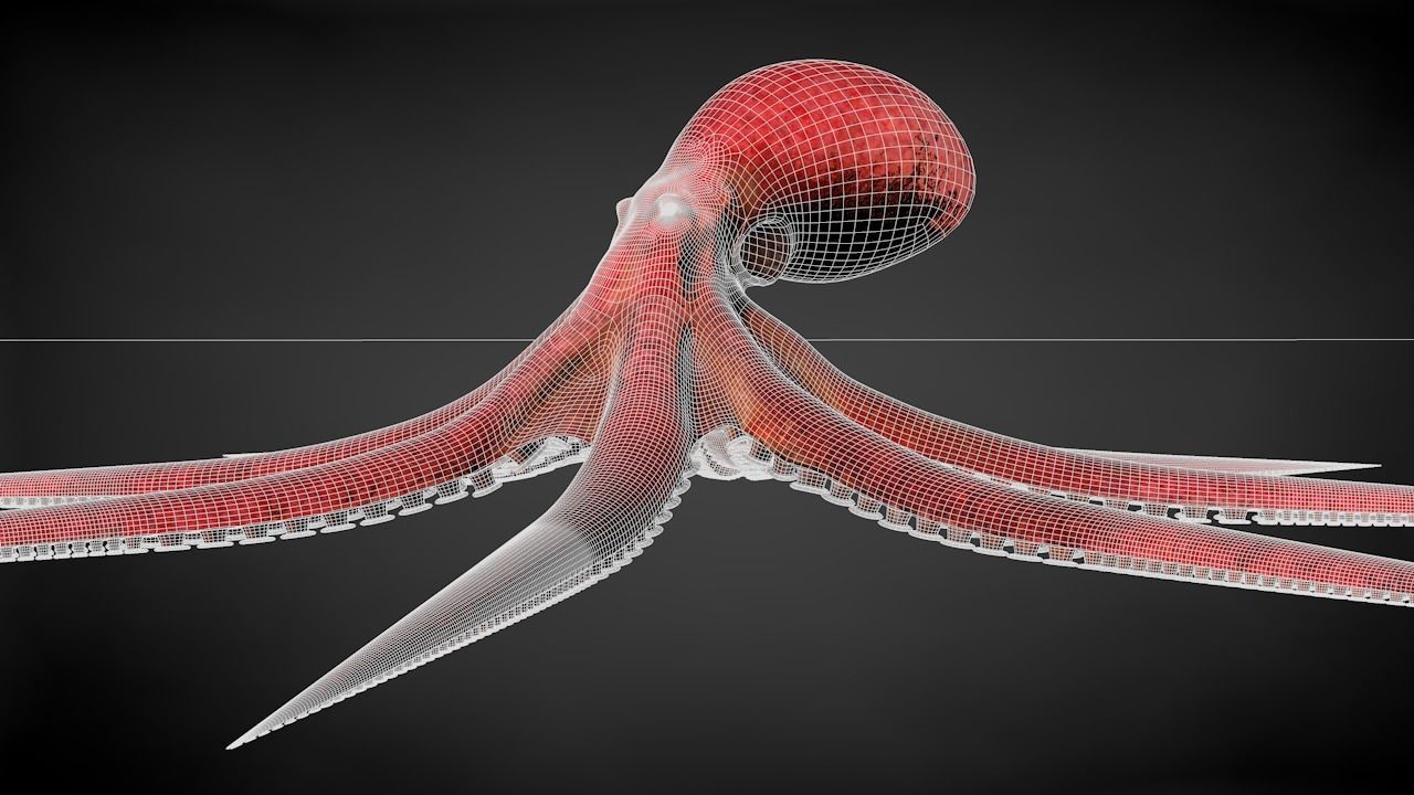 Pacific Octopus Rigged Animated C4D Low-poly 3D model_37