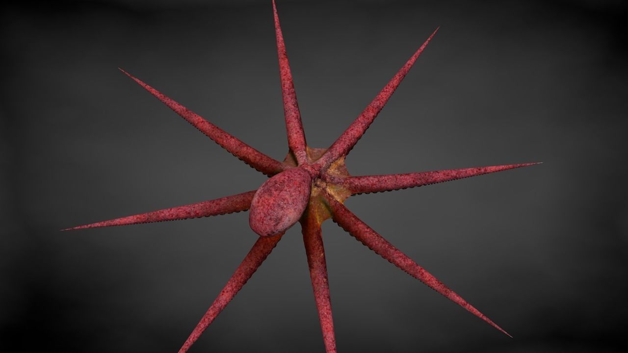 Pacific Octopus Rigged Animated C4D Low-poly 3D model_20