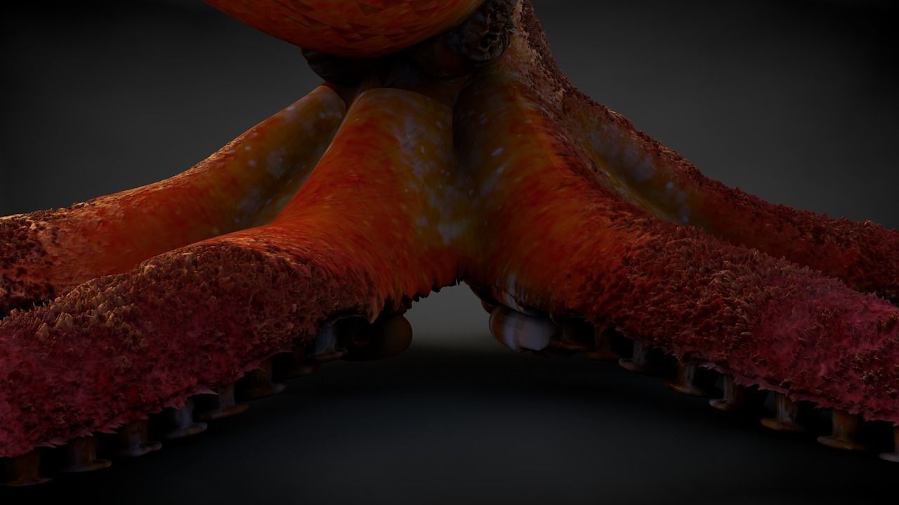 Pacific Octopus Rigged Animated C4D Low-poly 3D model_10