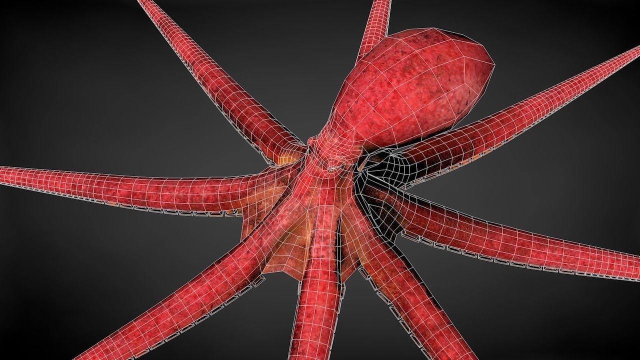 Pacific Octopus Rigged Animated C4D Low-poly 3D model_42