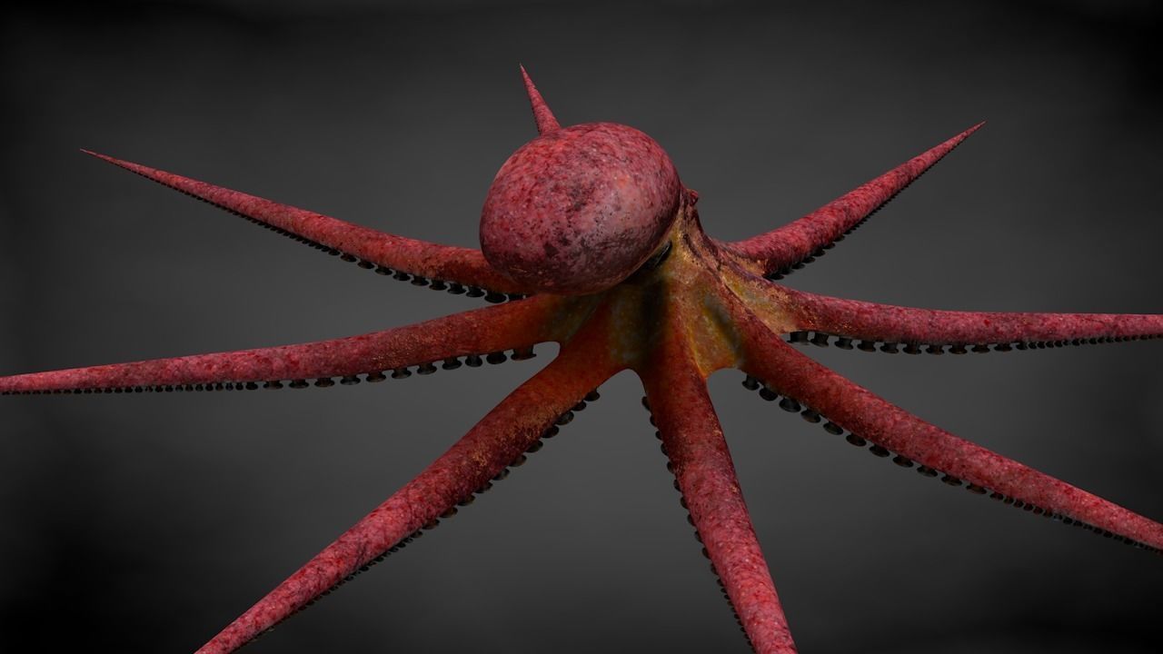 Pacific Octopus Rigged Animated C4D Low-poly 3D model_17