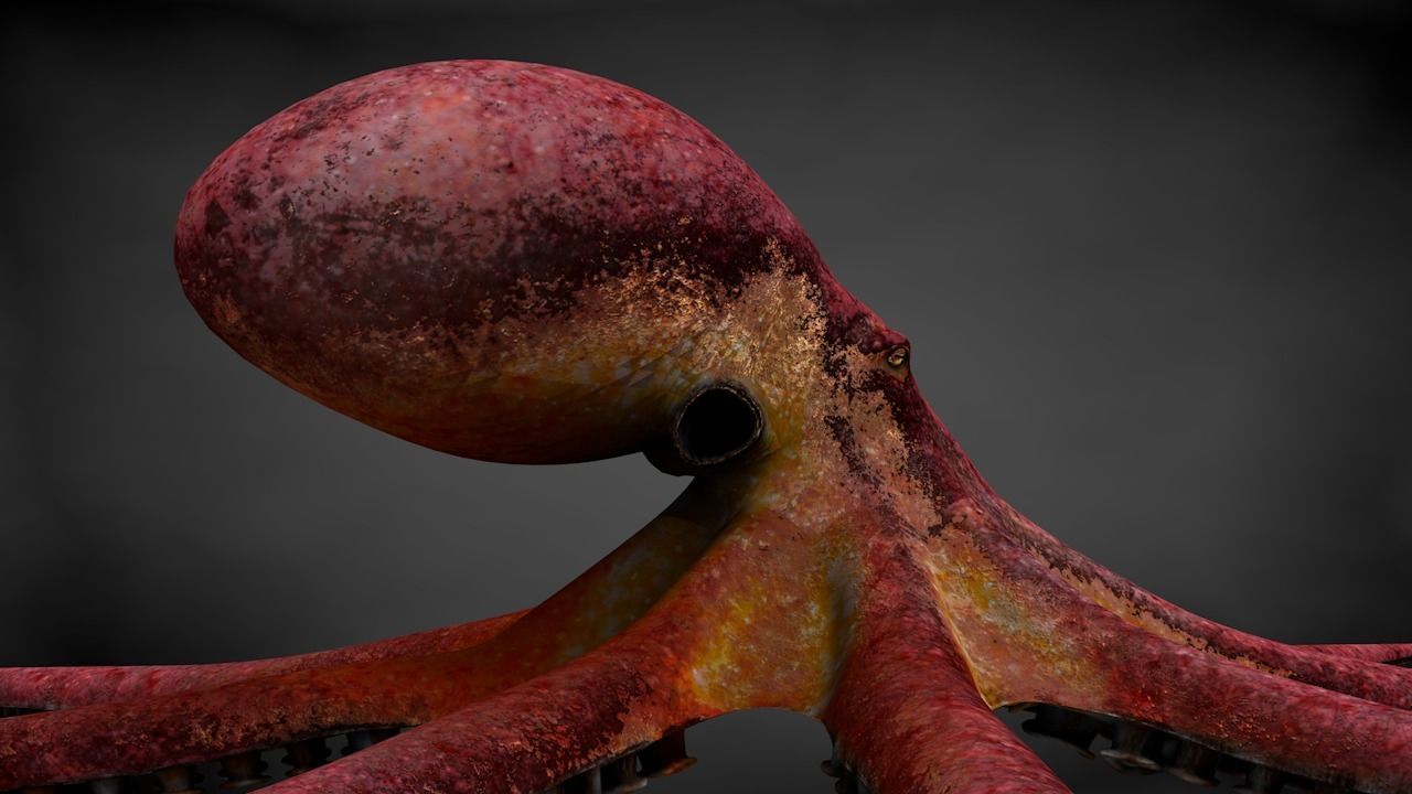 Pacific Octopus Rigged Animated C4D Low-poly 3D model_18