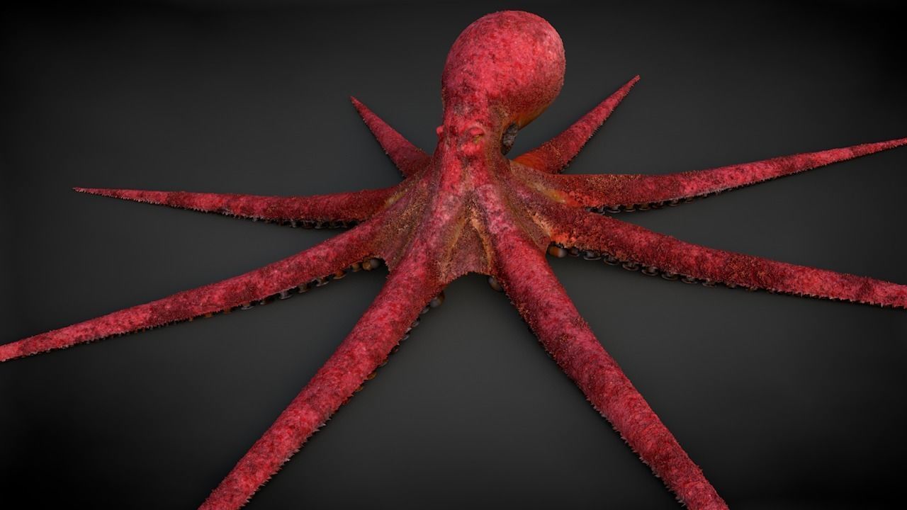 Pacific Octopus Rigged Animated C4D Low-poly 3D model_4