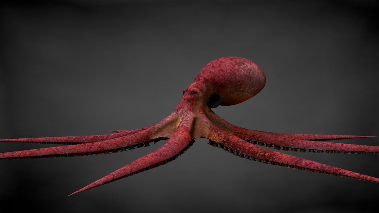Pacific Octopus Rigged Animated C4D Low-poly 3D model_14