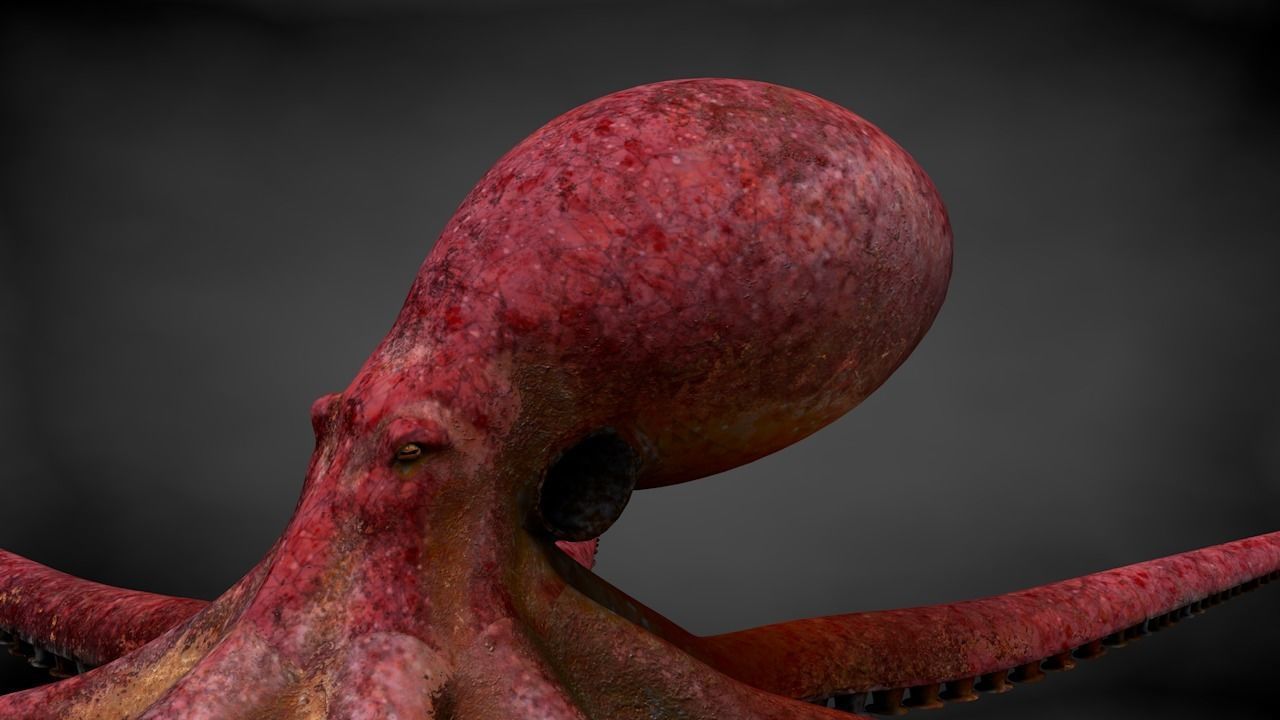 Pacific Octopus Rigged Animated C4D Low-poly 3D model_15