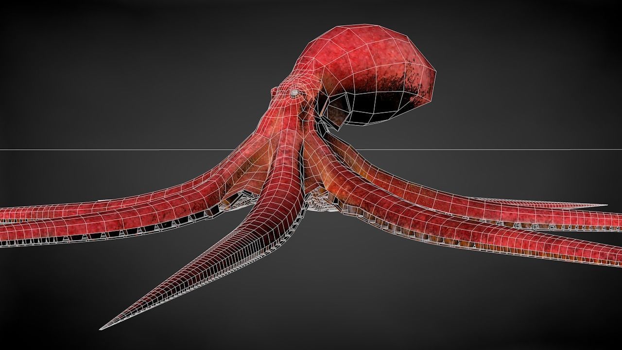 Pacific Octopus Rigged Animated C4D Low-poly 3D model_29
