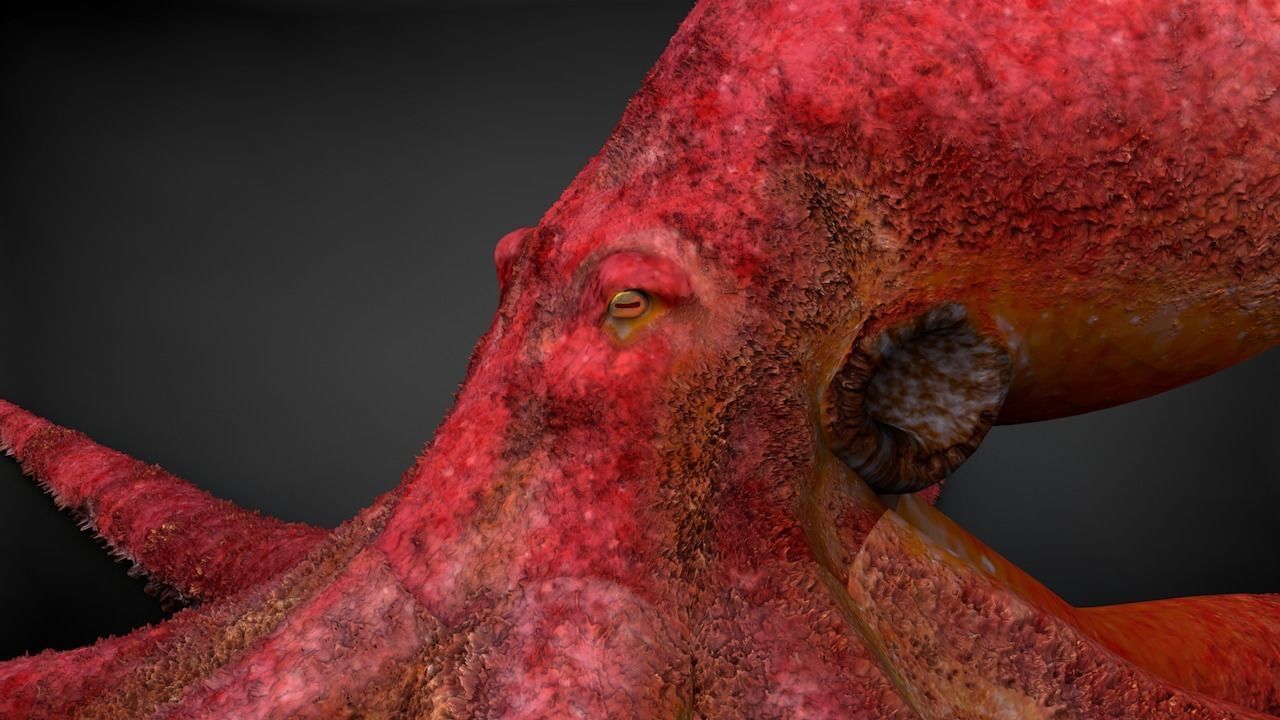 Pacific Octopus Rigged Animated C4D Low-poly 3D model_7