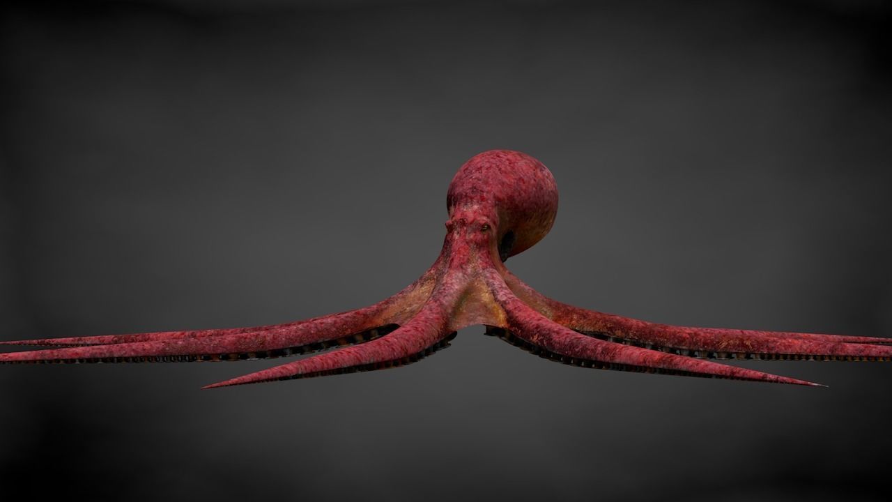 Pacific Octopus Rigged Animated C4D Low-poly 3D model_12