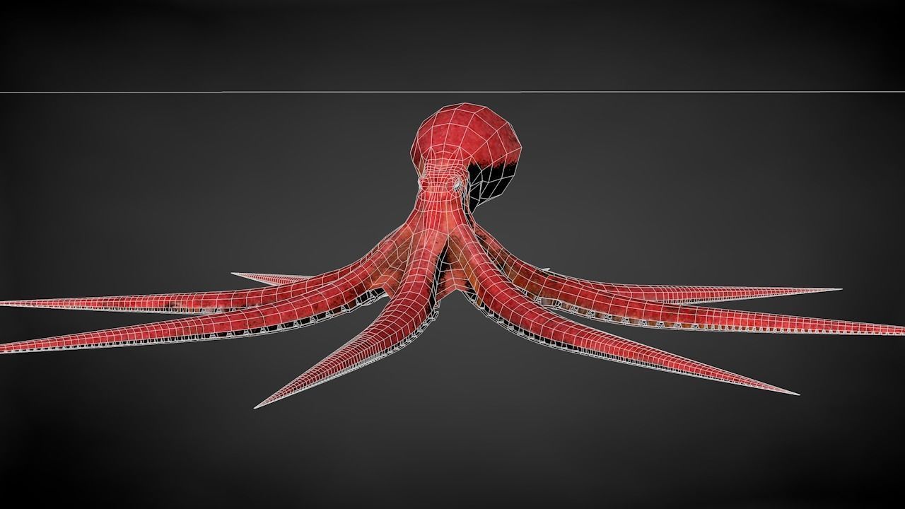Pacific Octopus Rigged Animated C4D Low-poly 3D model_44