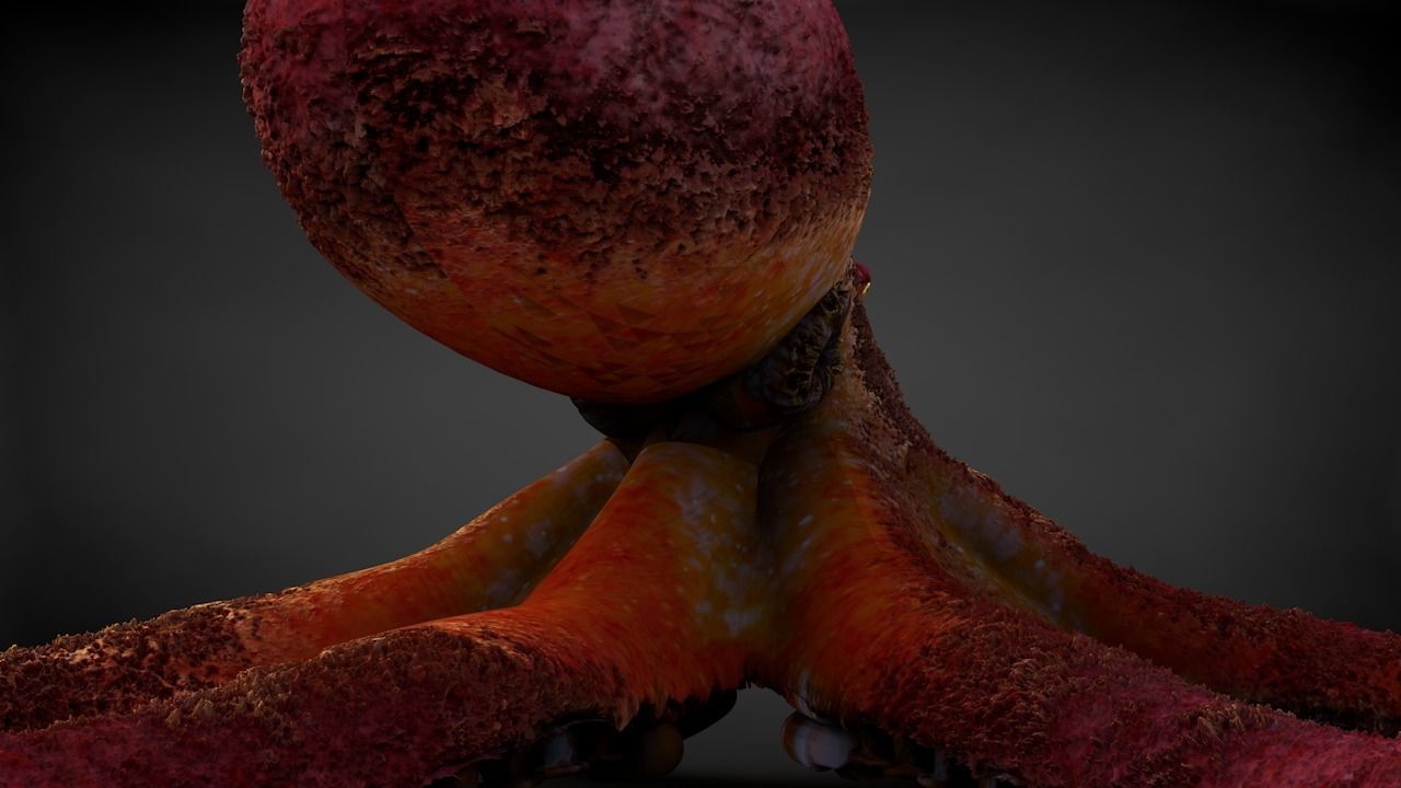 Pacific Octopus Rigged Animated C4D Low-poly 3D model_8