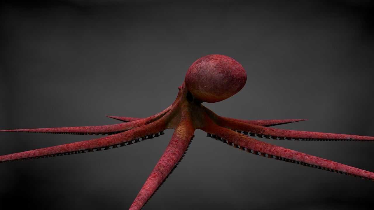 Pacific Octopus Rigged Animated C4D Low-poly 3D model_21