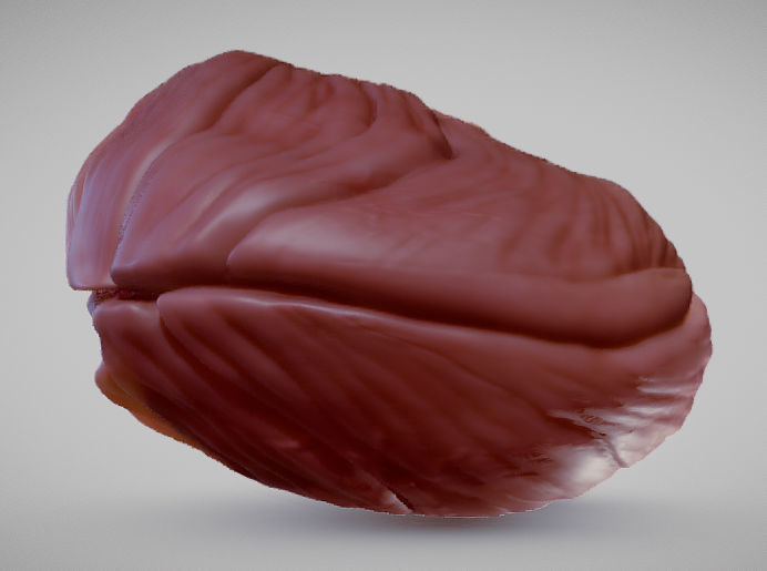 Cerebellum human brain Low-poly 3D model_4