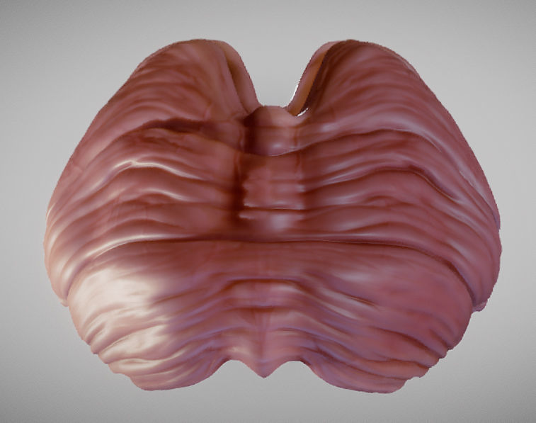Cerebellum human brain Low-poly 3D model_7