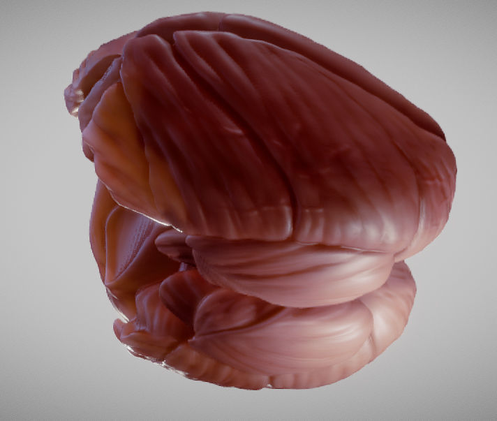 Cerebellum human brain Low-poly 3D model_11