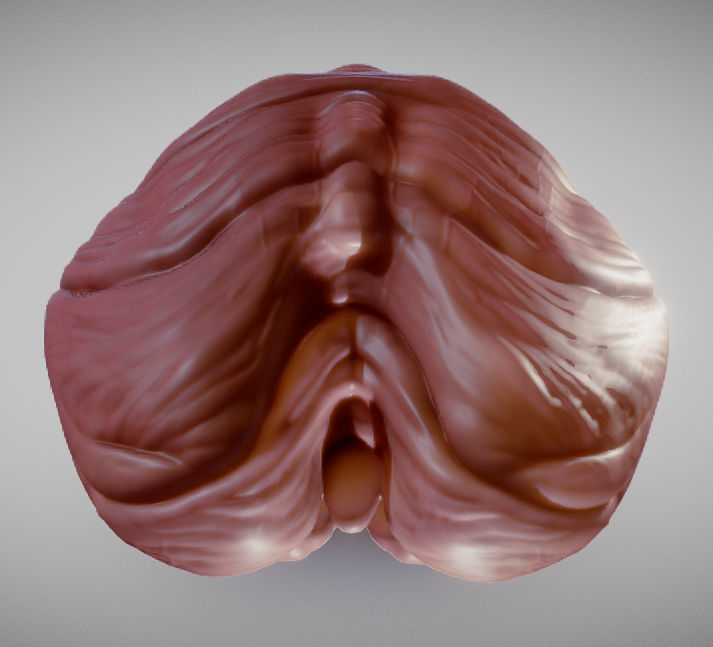 Cerebellum human brain Low-poly 3D model_8