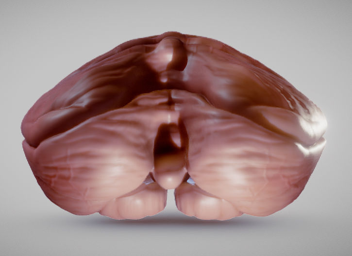 Cerebellum human brain Low-poly 3D model_5