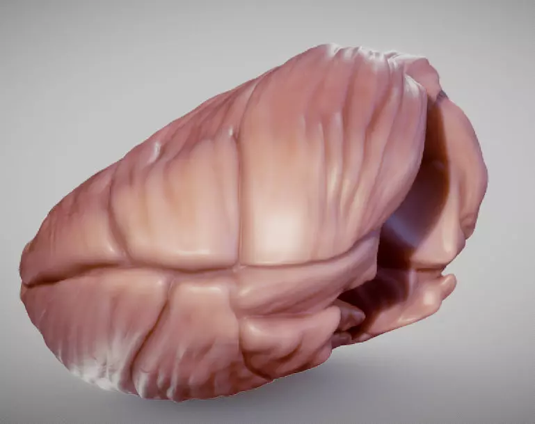 Cerebellum human brain Low-poly 3D model_0