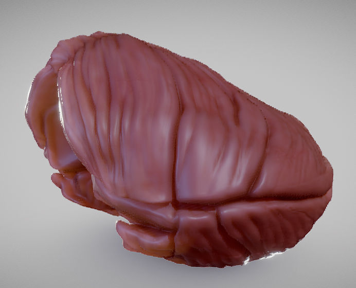 Cerebellum human brain Low-poly 3D model_3