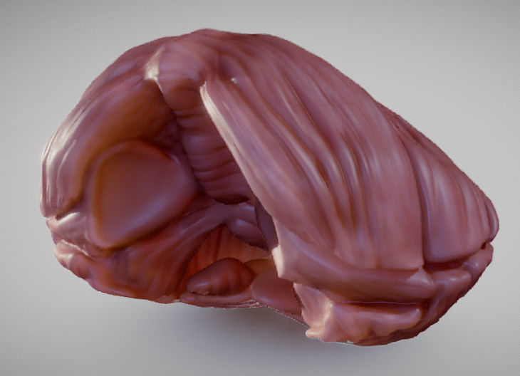 Cerebellum human brain Low-poly 3D model_2
