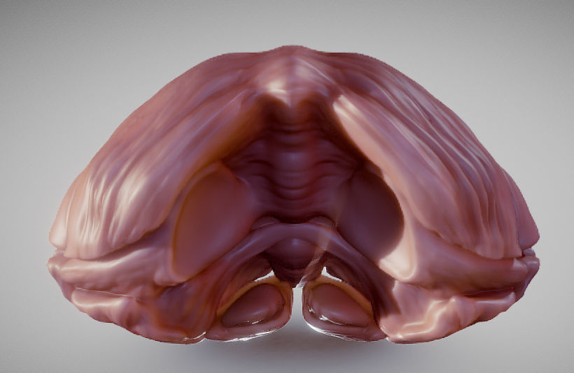 Cerebellum human brain Low-poly 3D model_1