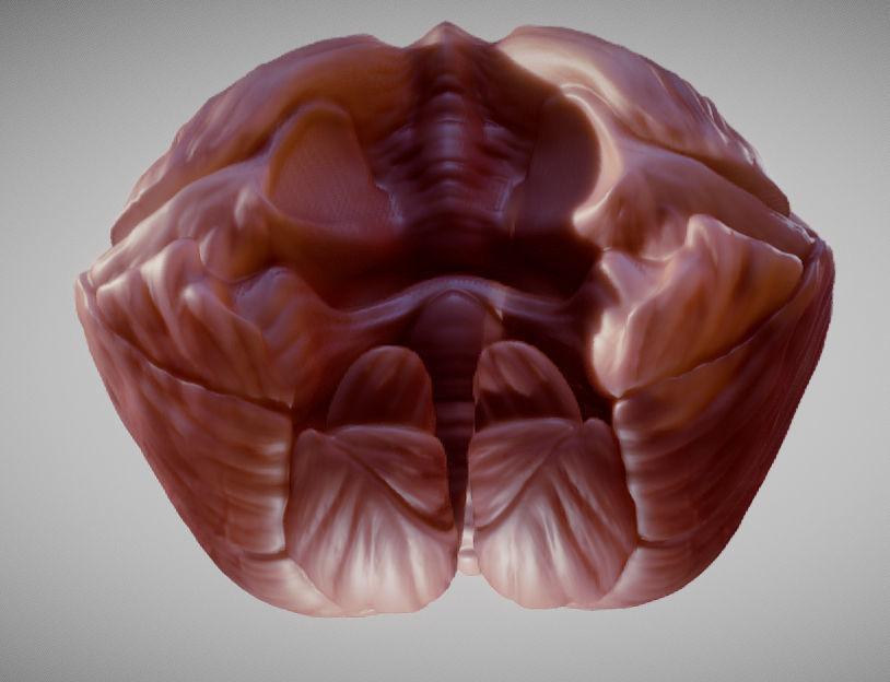 Cerebellum human brain Low-poly 3D model_10