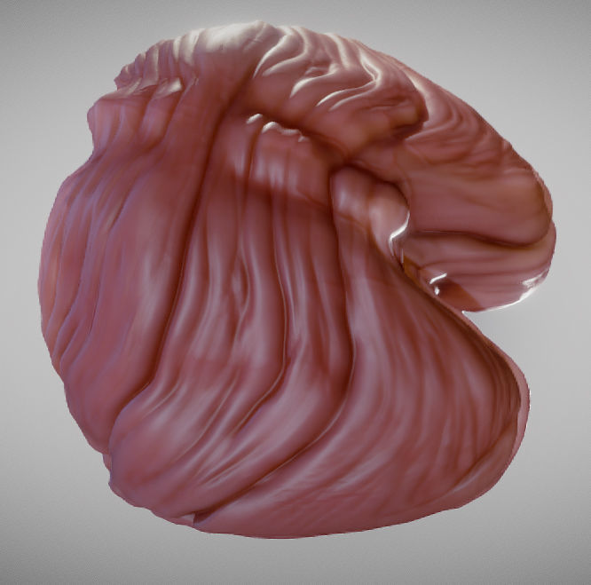 Cerebellum human brain Low-poly 3D model_12
