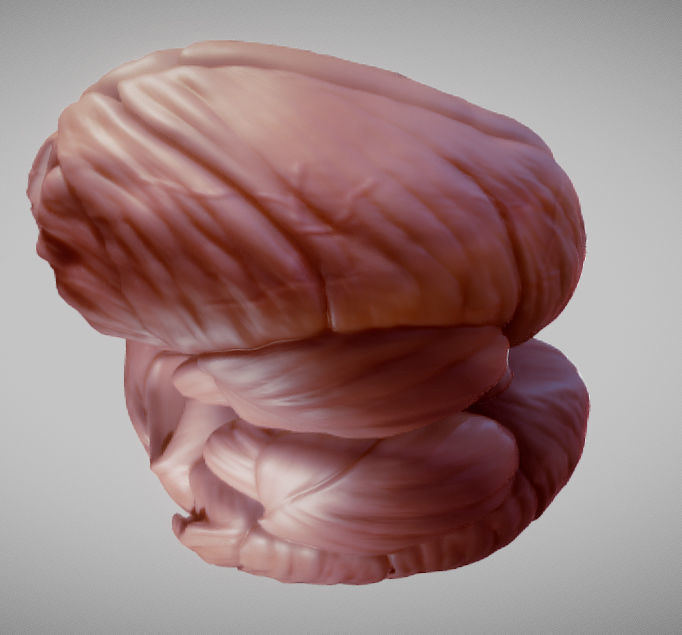 Cerebellum human brain Low-poly 3D model_14