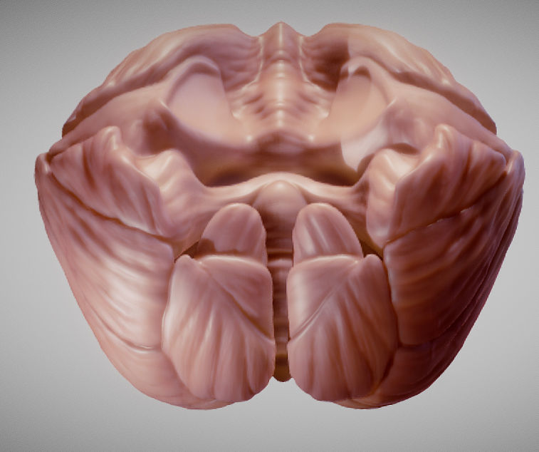 Cerebellum human brain Low-poly 3D model_13