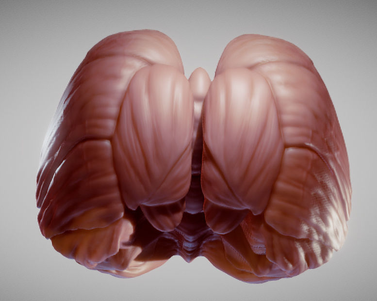 Cerebellum human brain Low-poly 3D model_9