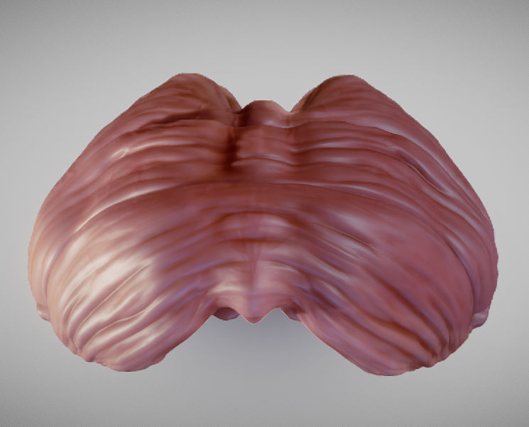 Cerebellum human brain Low-poly 3D model_6