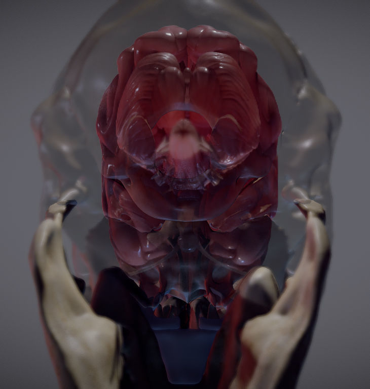 The Brain inside the Skull Low-poly 3D model_15