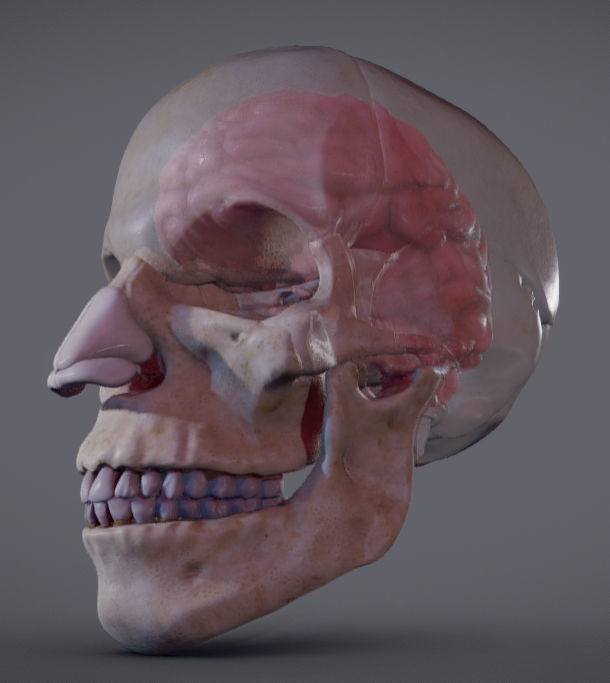 The Brain inside the Skull Low-poly 3D model_3