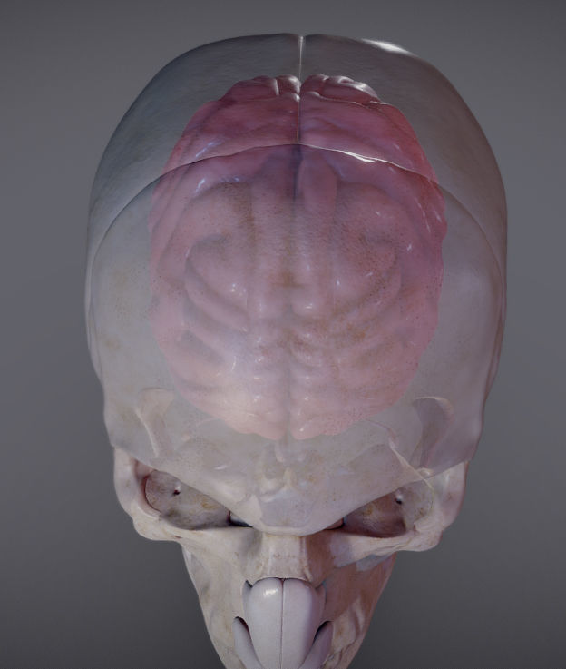The Brain inside the Skull Low-poly 3D model_10