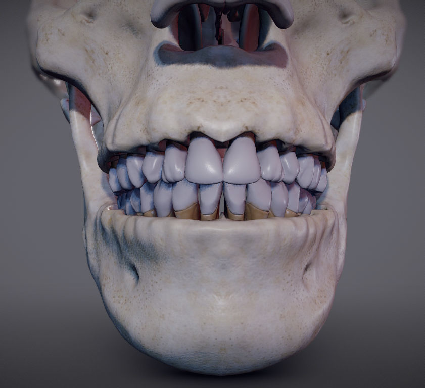 The Brain inside the Skull Low-poly 3D model_17