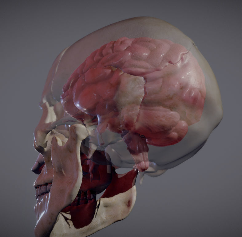 The Brain inside the Skull Low-poly 3D model_13