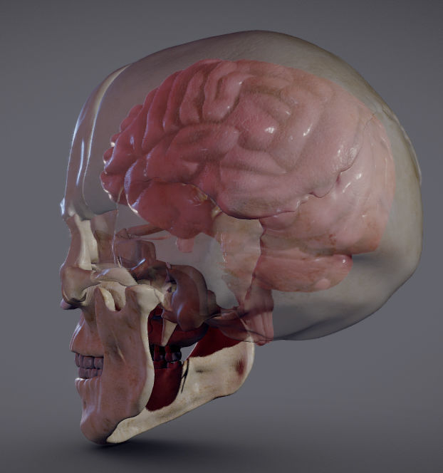The Brain inside the Skull Low-poly 3D model_4