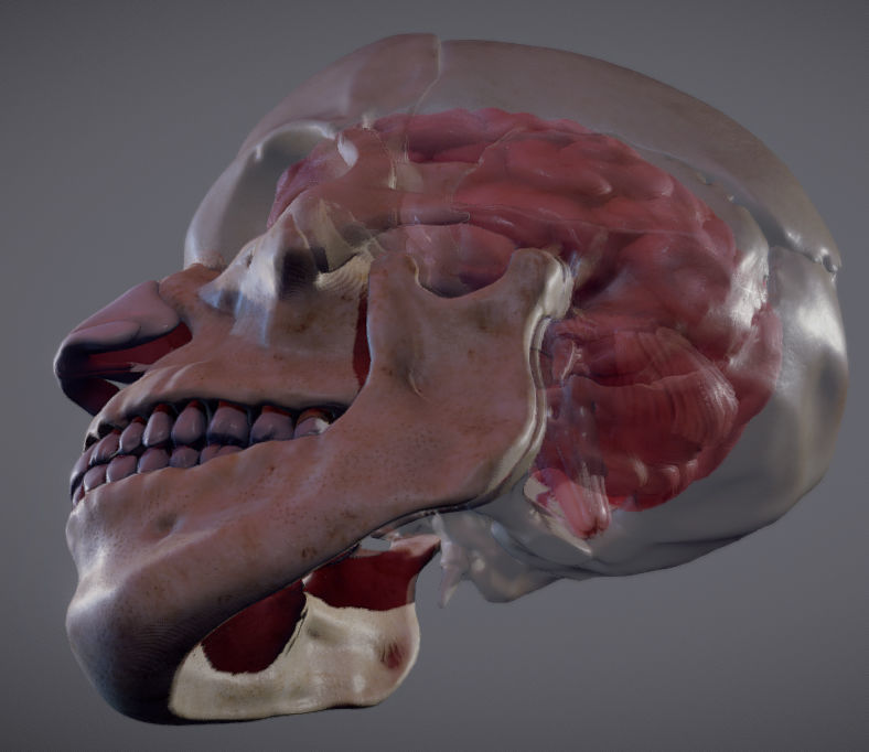 The Brain inside the Skull Low-poly 3D model_12