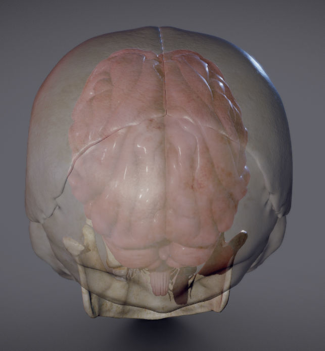 The Brain inside the Skull Low-poly 3D model_6