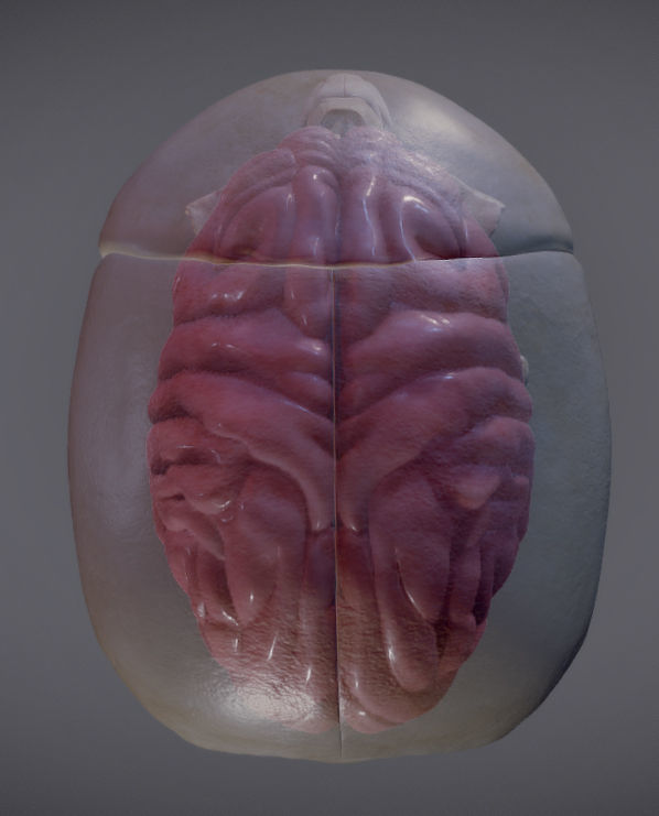 The Brain inside the Skull Low-poly 3D model_8