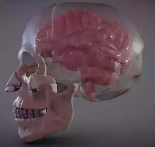 The Brain inside the Skull Low-poly 3D model