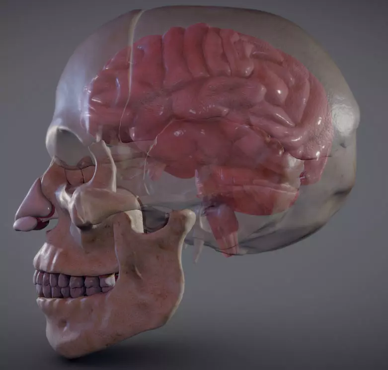 The Brain inside the Skull Low-poly 3D model_0
