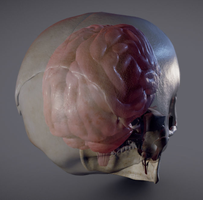 The Brain inside the Skull Low-poly 3D model_7