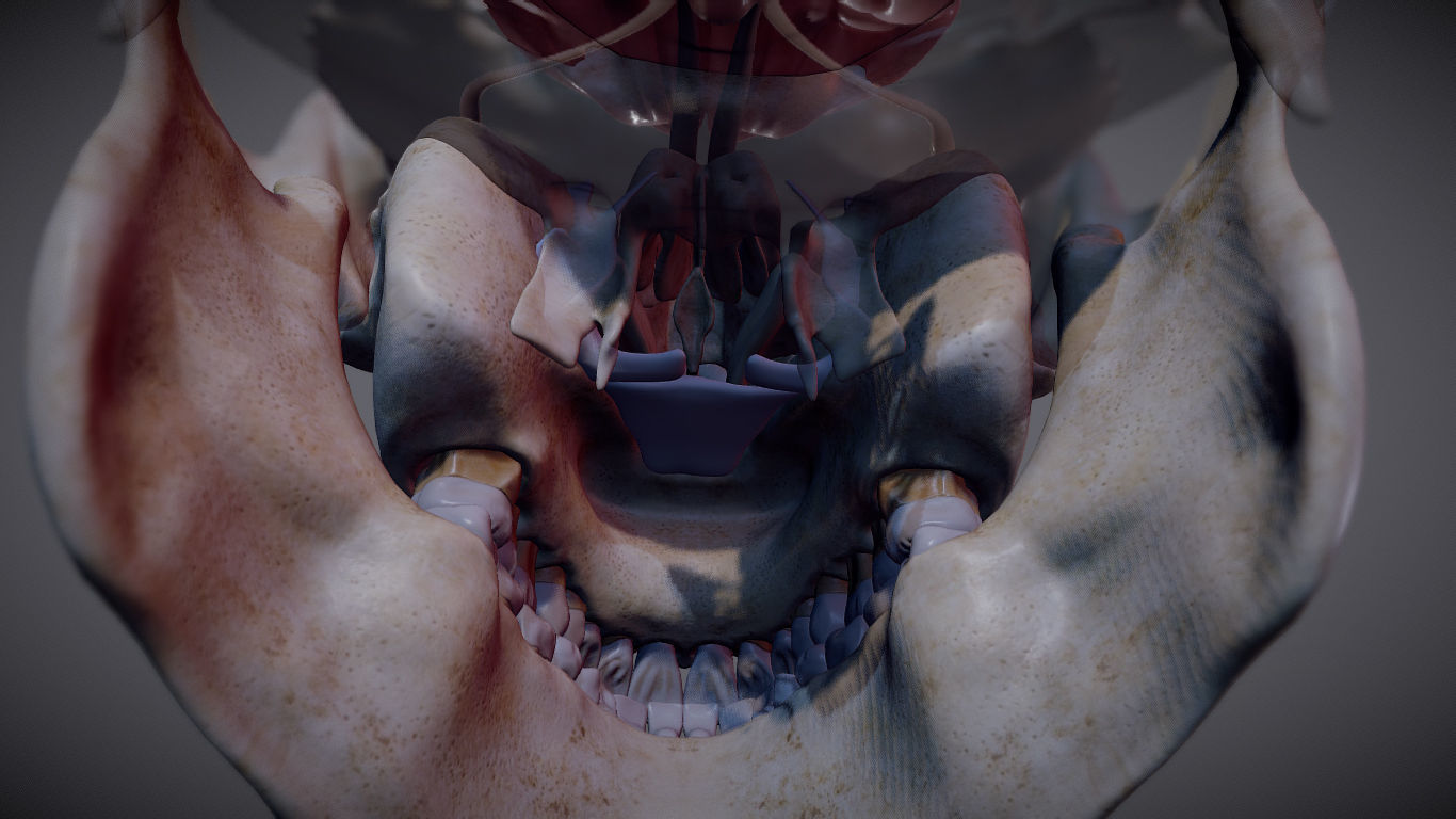 The Brain inside the Skull Low-poly 3D model_18