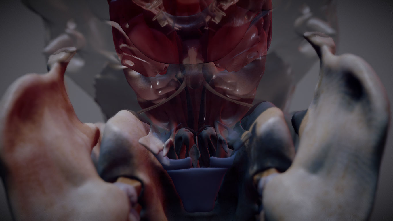 The Brain inside the Skull Low-poly 3D model_19