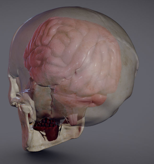 The Brain inside the Skull Low-poly 3D model_5