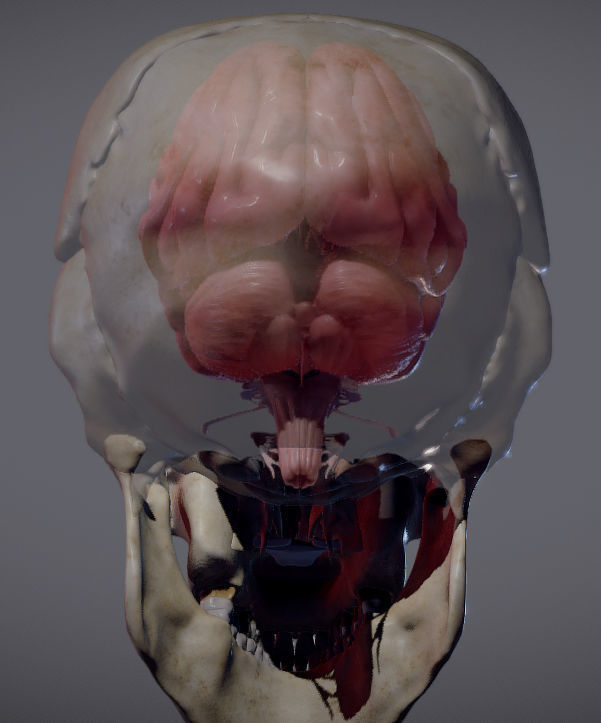 The Brain inside the Skull Low-poly 3D model_14