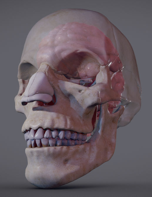 The Brain inside the Skull Low-poly 3D model_2