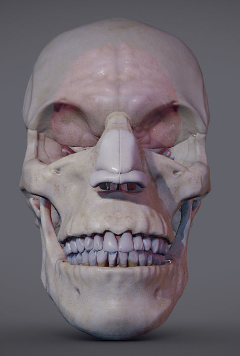 The Brain inside the Skull Low-poly 3D model_1