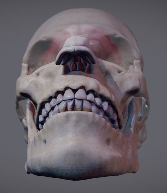 The Brain inside the Skull Low-poly 3D model_11