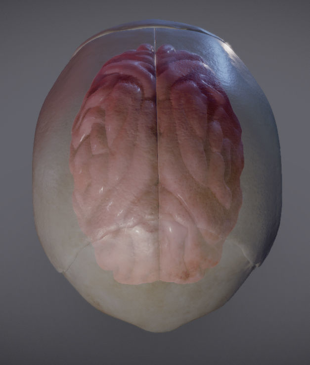 The Brain inside the Skull Low-poly 3D model_9